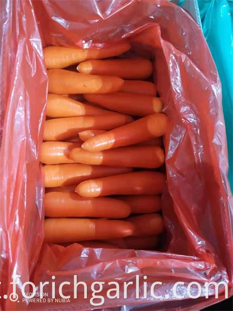 Fresh Carrot 2019